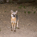 Gray Fox