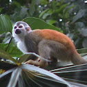 Common Squirrel Monkey