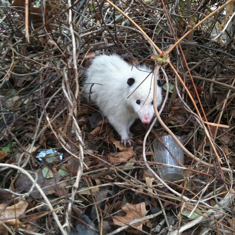 Opossum