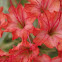 Scarlet Musk-Flower