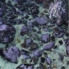 Purple sponge