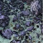 Purple sponge