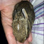Eastern Cottontail