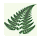 wildforests