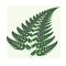 wildforests