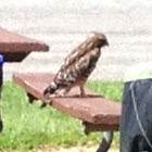 Red-shouldered Hawk (juvenile)