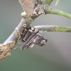Log Cabin Case Moth