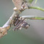 Log Cabin Case Moth