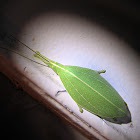 Walking leaves