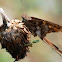 Blurry-striped Longtail
