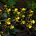 Orquidea