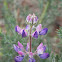 lupine