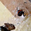 Redback spider
