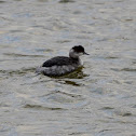 Eared Grebe