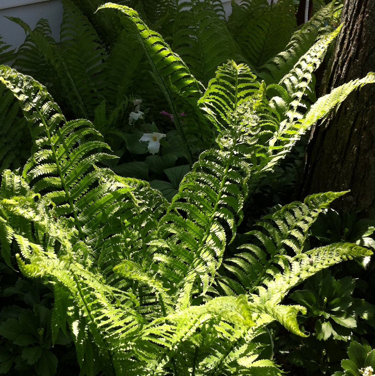 Ostrich Ferns