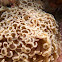 Hammer Coral