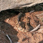 Timber or Canebrake Ratllesnake