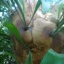 Staghorn fern