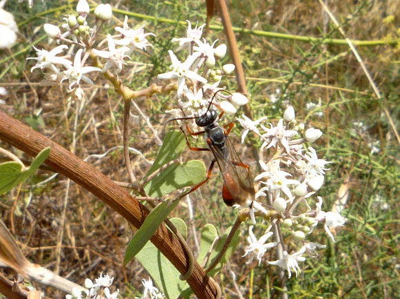 Spotting Image 1