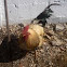 Gallo