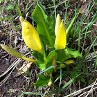 Skunk cabbage