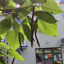 Cigartree, Surmia bignoniowa