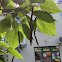 Cigartree, Surmia bignoniowa