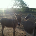 Donkey