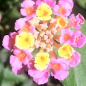 Lantana