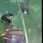 Pipevine caterpillar