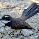Philippine Pied Fantail