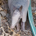 Nine-banded Armadillo