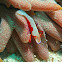 Imperial Shrimp.