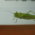 Grasshopper