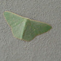 luna moth
