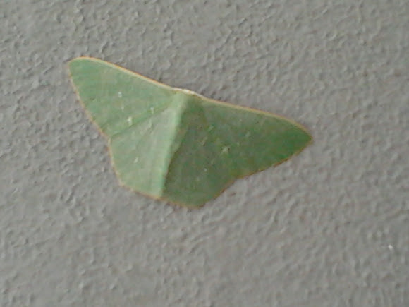 Spotting Image 1