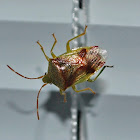 Red Cross Shield Bug