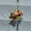 Red Cross Shield Bug