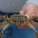 Chinese Mitten Crab