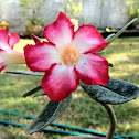 Impala lily