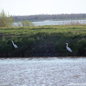 Great Egret