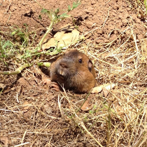 Botta's pocket gopher Project Noah