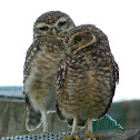 Burrowing owl