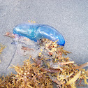 Portuguese Man O' War