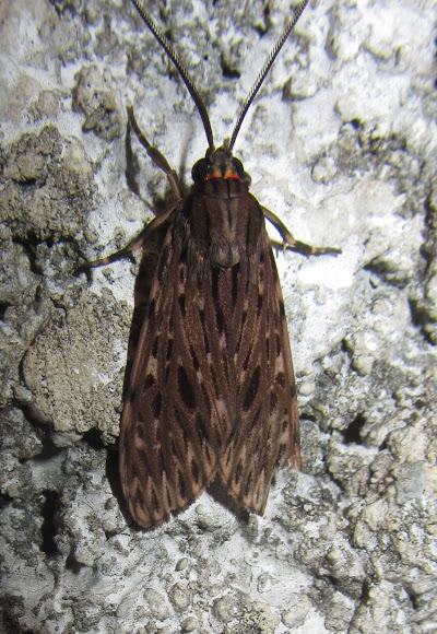 Spotting Image 1