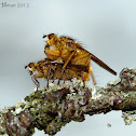 Yellow Dung Flies