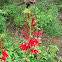 Cardinal Flower