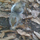 Grey squirrel
