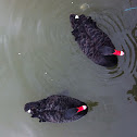 Black Swan
