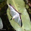 Crambid moth
